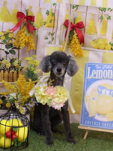 20240427もっぷくん